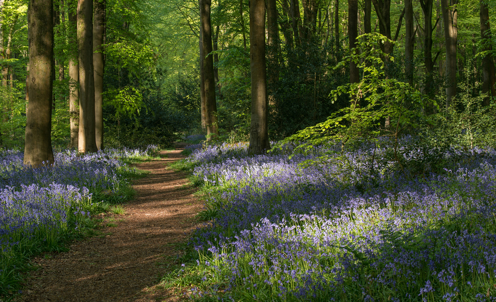 West Woods  Wiltshire Bluebells at Dawn 7